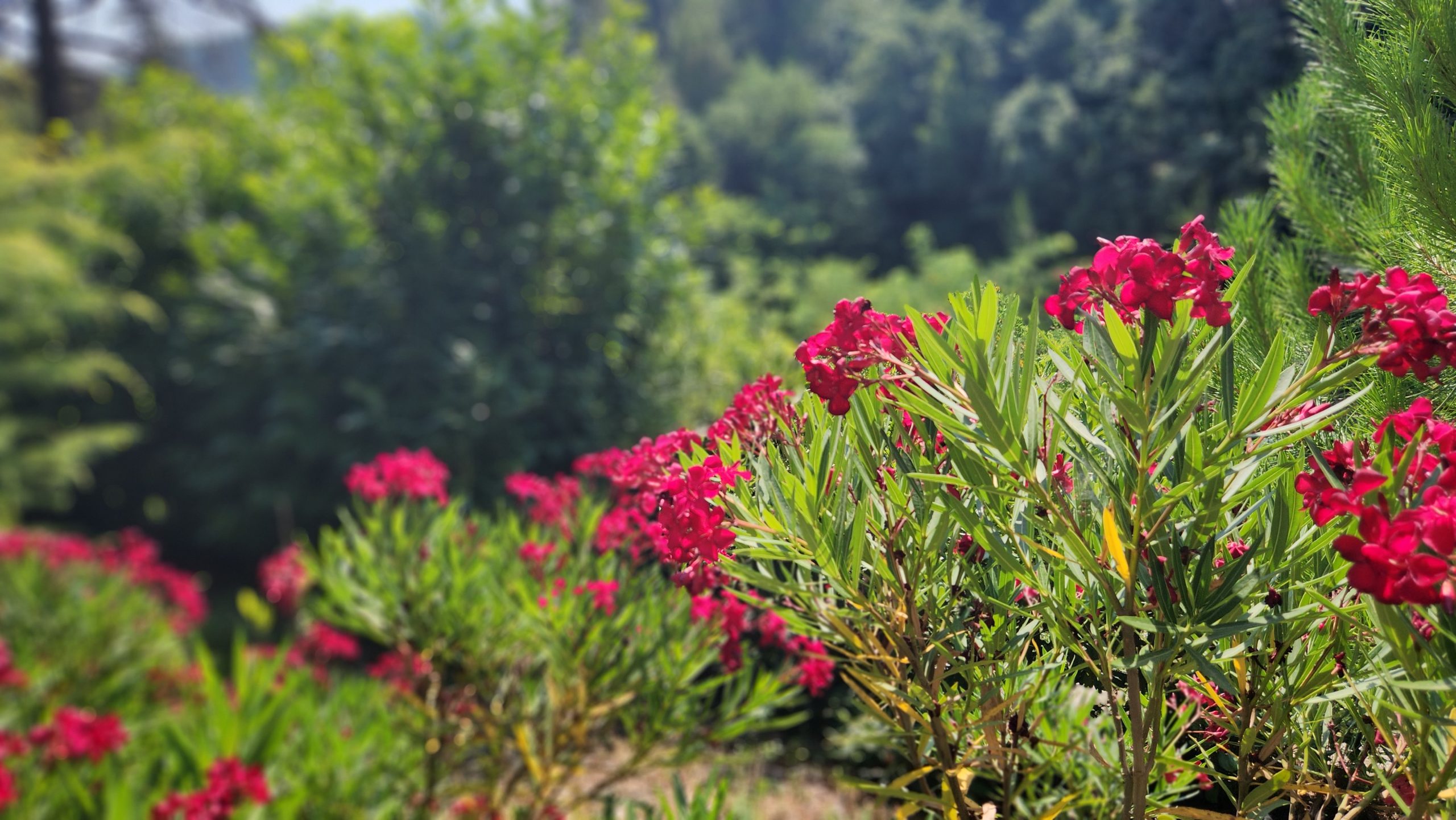 Fiesa Residence Vacation in Slovenia